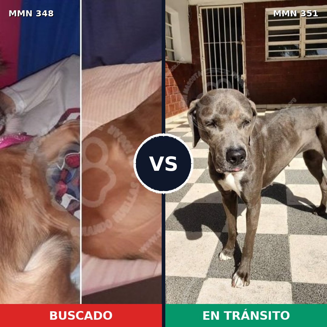 Comparativa MMS 6758: mascota perdida y mascota encontrada, 15% de similitud