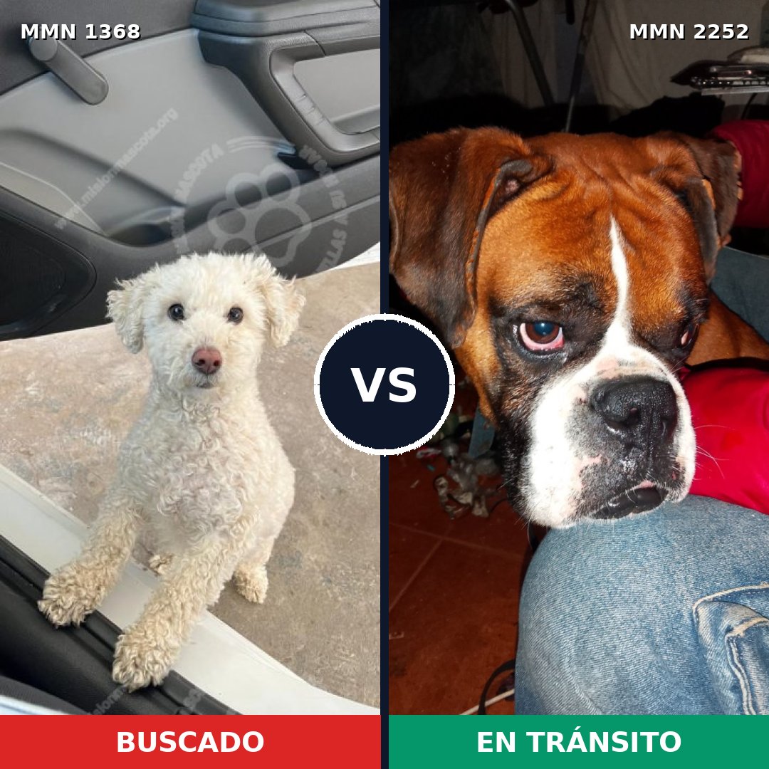 Comparativa MMS 67581: mascota perdida y mascota encontrada, 22% de similitud