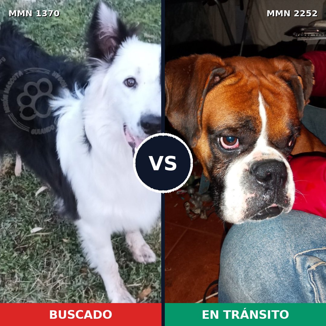 Comparativa MMS 67582: mascota perdida y mascota encontrada, 43% de similitud
