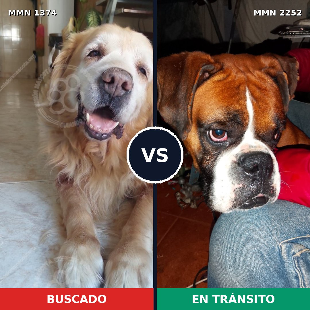 Comparativa MMS 67584: mascota perdida y mascota encontrada, 44% de similitud
