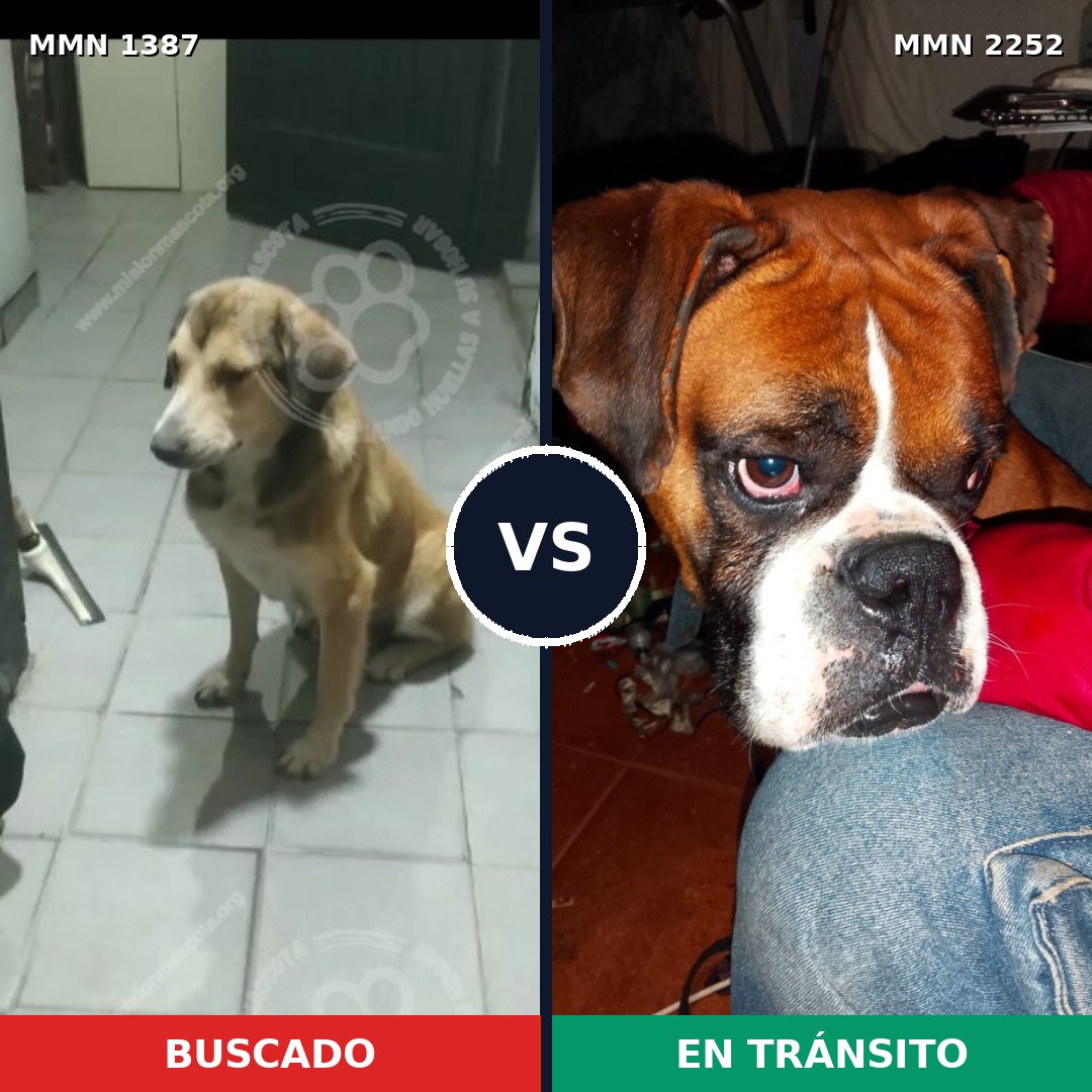 Comparativa MMS 67587: mascota perdida y mascota encontrada, 41% de similitud