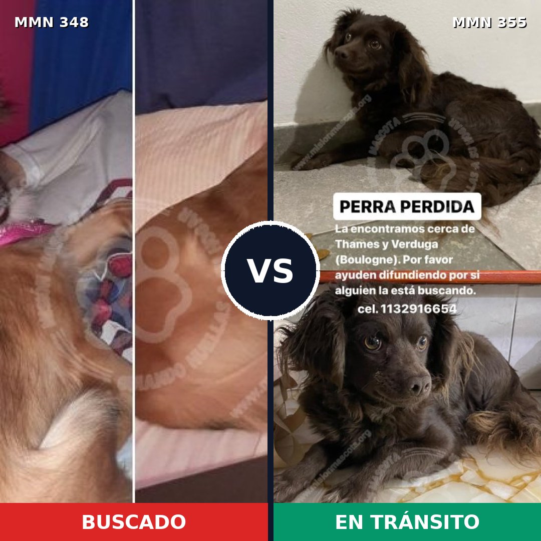 Comparativa MMS 6759: mascota perdida y mascota encontrada, 17% de similitud