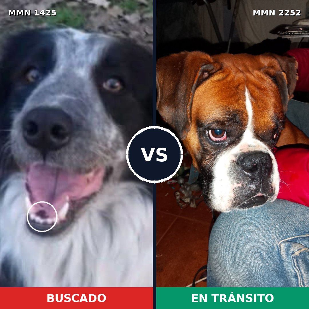 Comparativa MMS 67590: mascota perdida y mascota encontrada, 41% de similitud