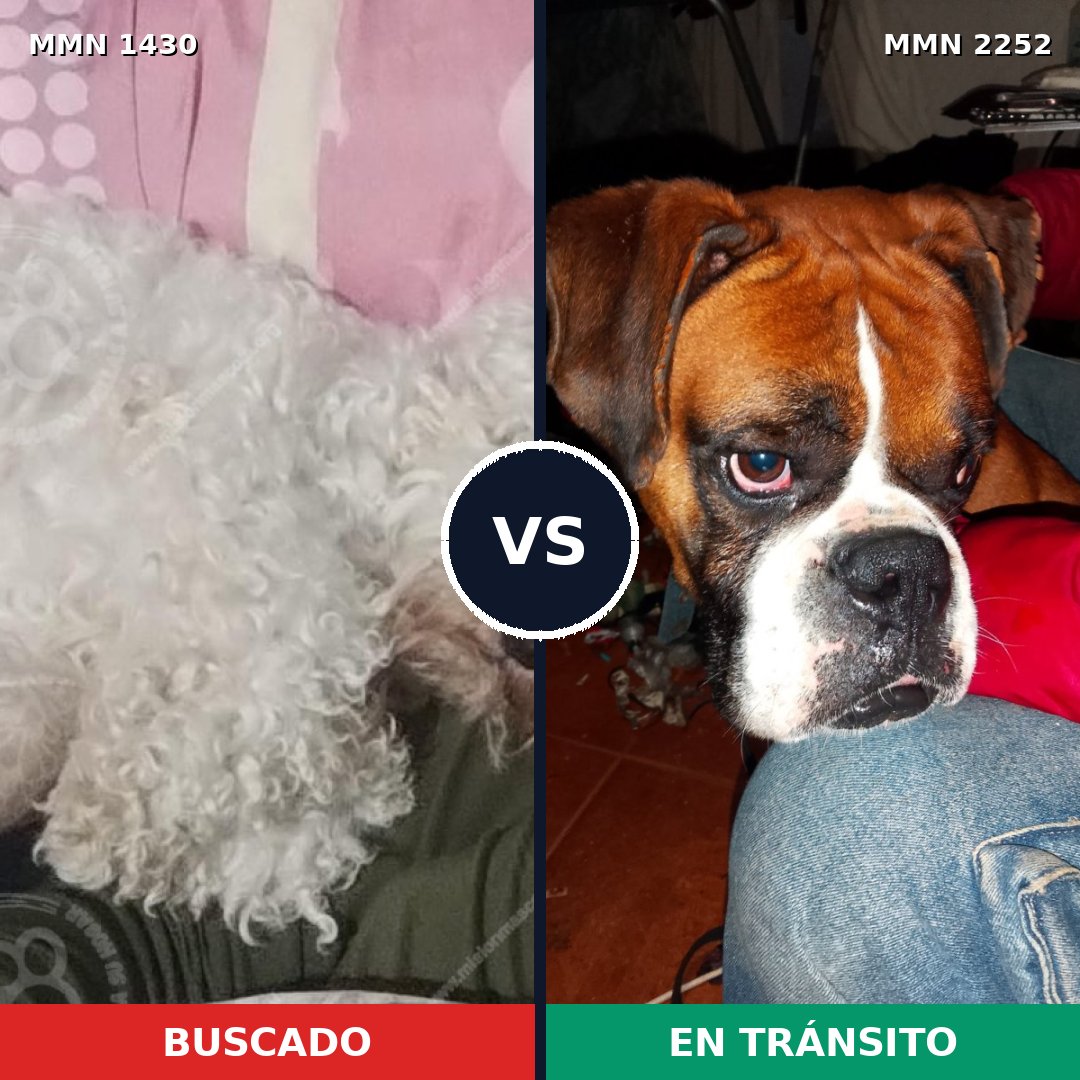 Comparativa MMS 67592: mascota perdida y mascota encontrada, 22% de similitud