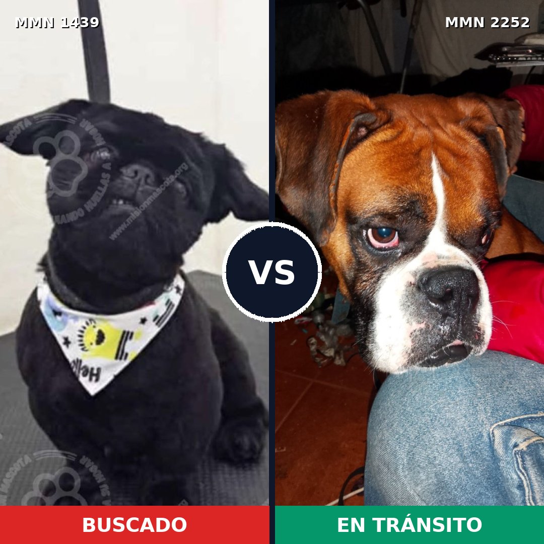Comparativa MMS 67595: mascota perdida y mascota encontrada, 23% de similitud
