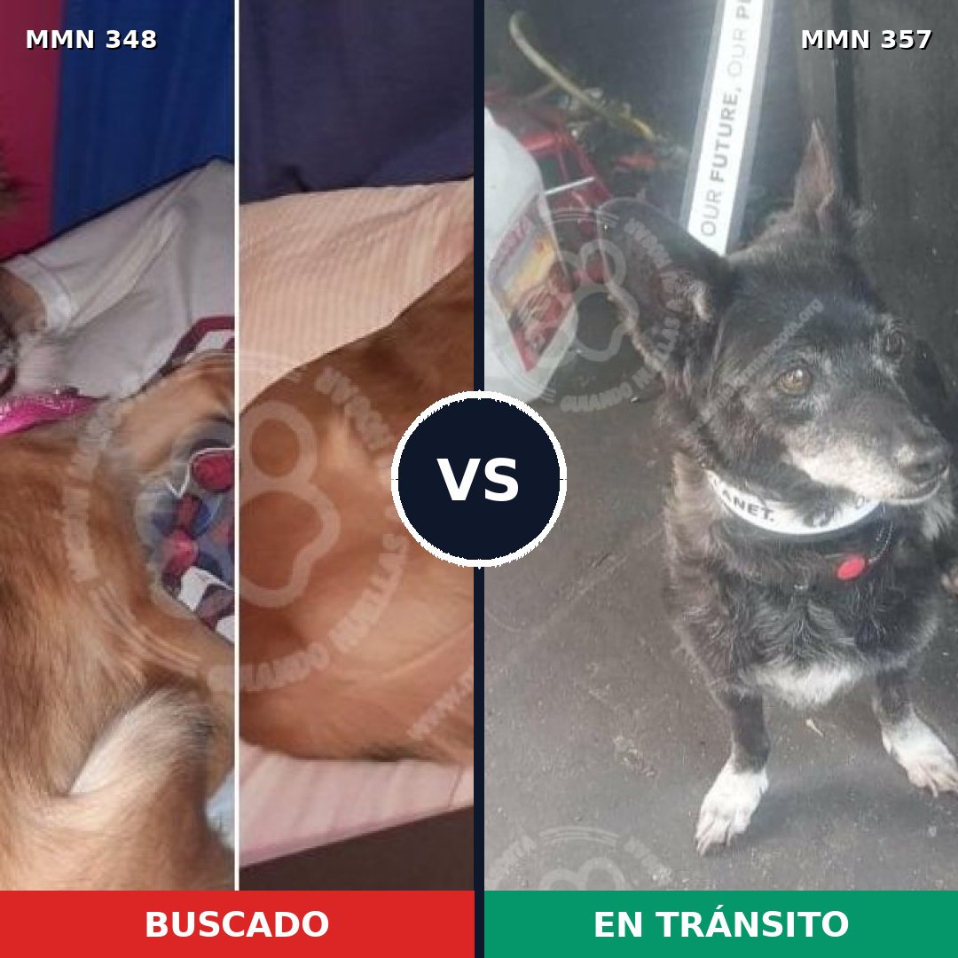 Comparativa MMS 6760: mascota perdida y mascota encontrada, 21% de similitud