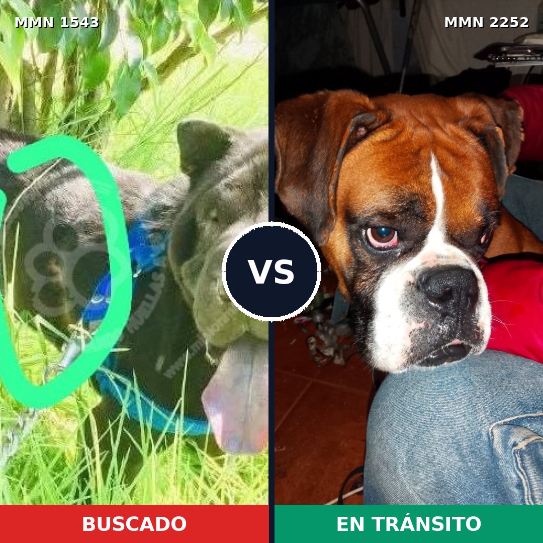 Comparativa MMS 67605: mascota perdida y mascota encontrada, 45% de similitud