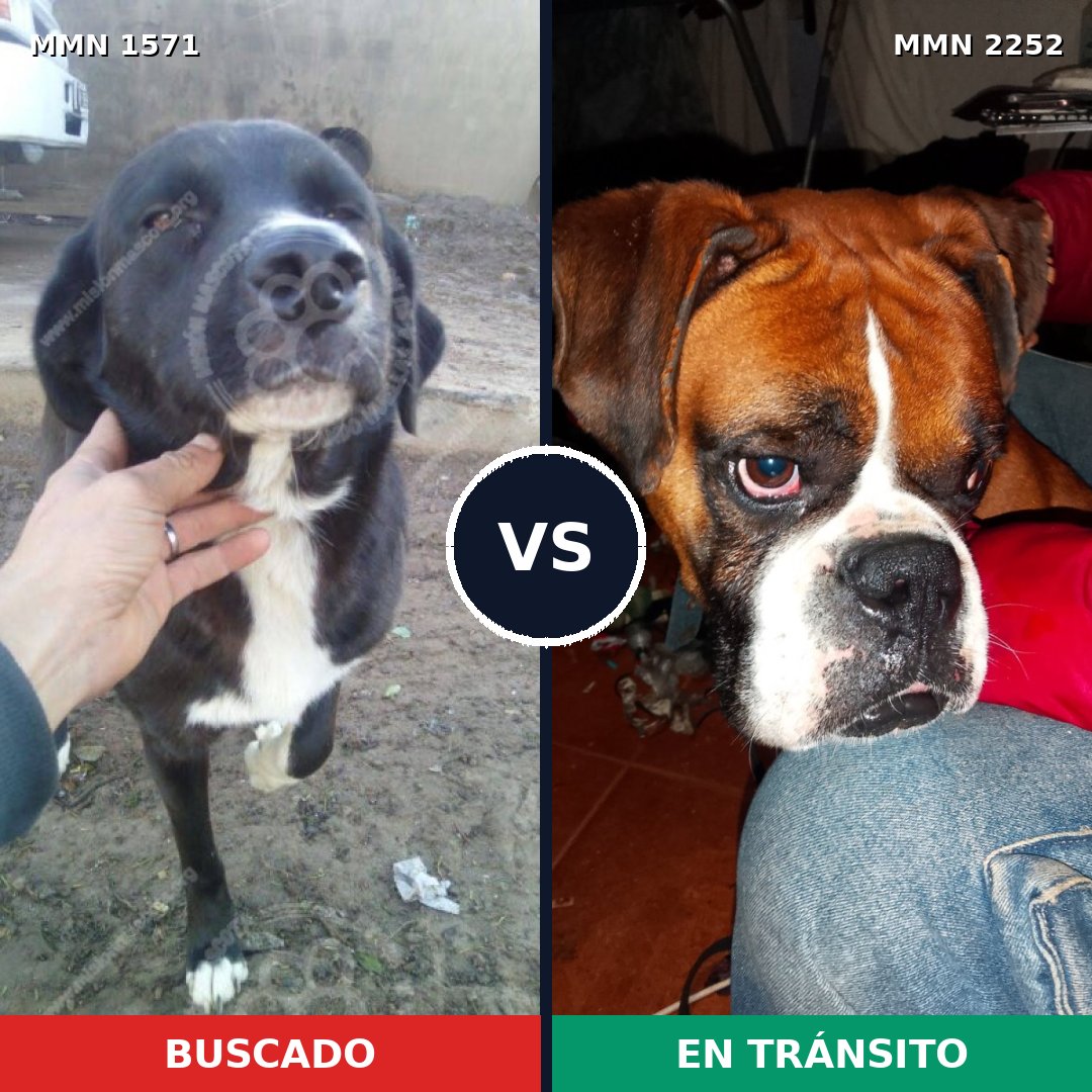Comparativa MMS 67606: mascota perdida y mascota encontrada, 45% de similitud
