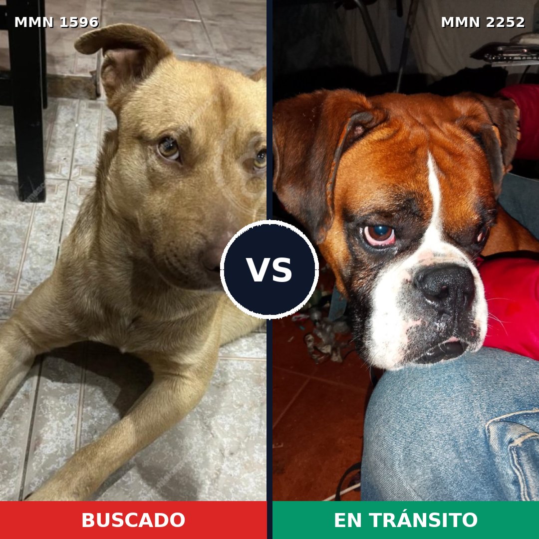 Comparativa MMS 67609: mascota perdida y mascota encontrada, 40% de similitud