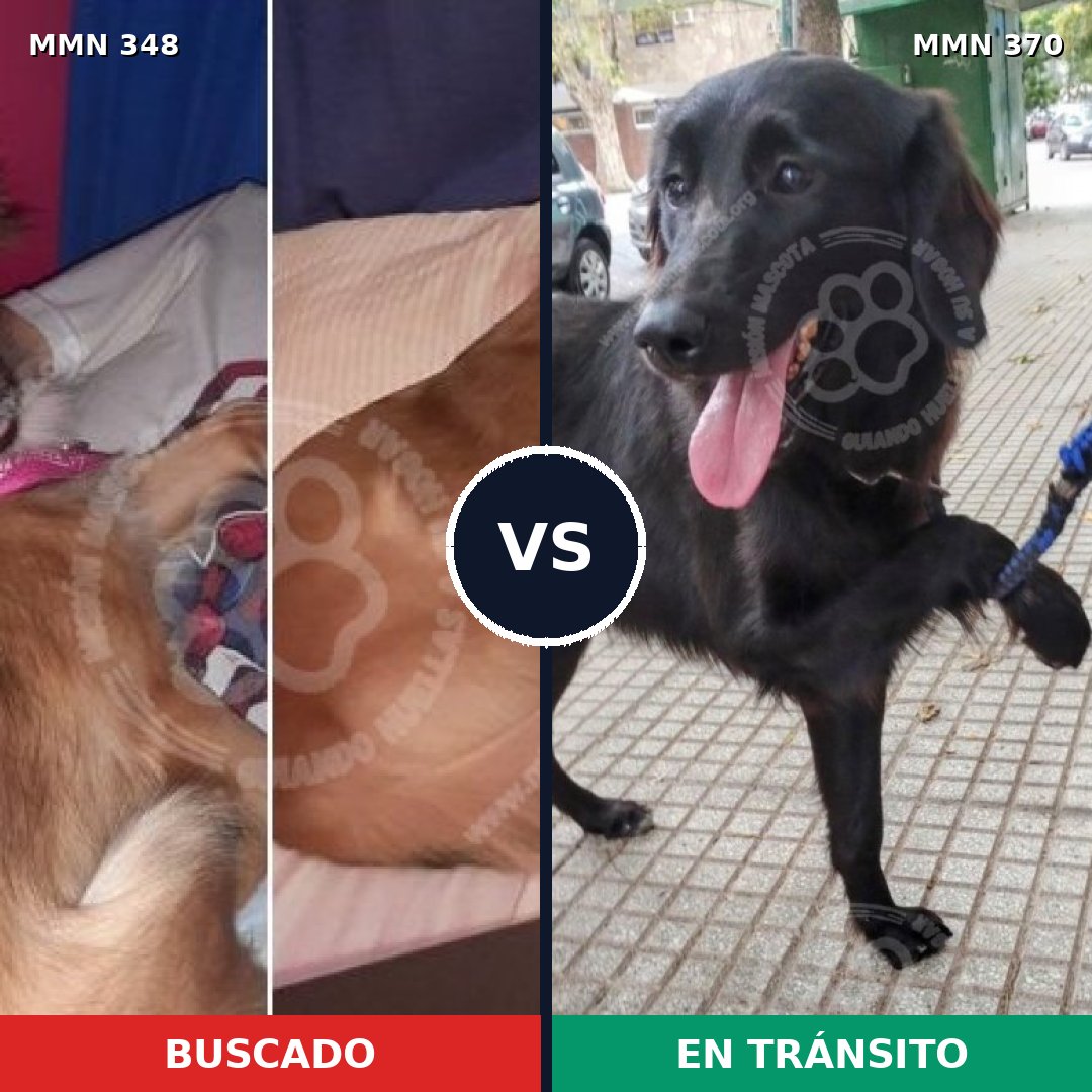 Comparativa MMS 6761: mascota perdida y mascota encontrada, 21% de similitud