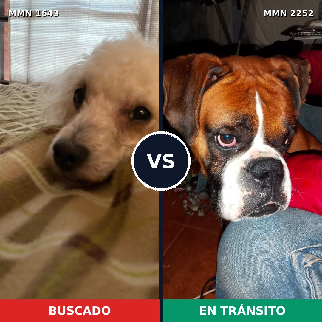 Comparativa MMS 67613: mascota perdida y mascota encontrada, 42% de similitud