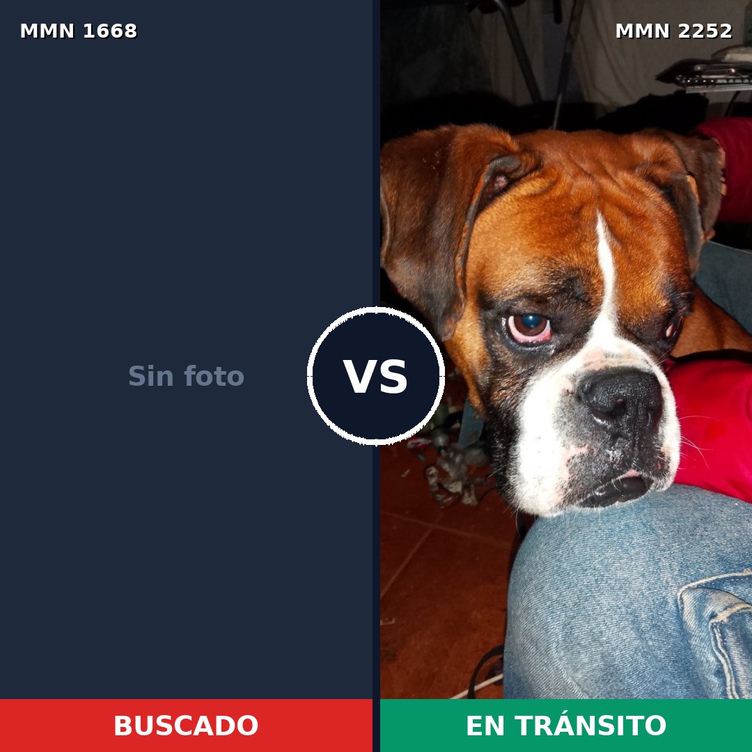 Comparativa MMS 67615: mascota perdida y mascota encontrada, 21% de similitud
