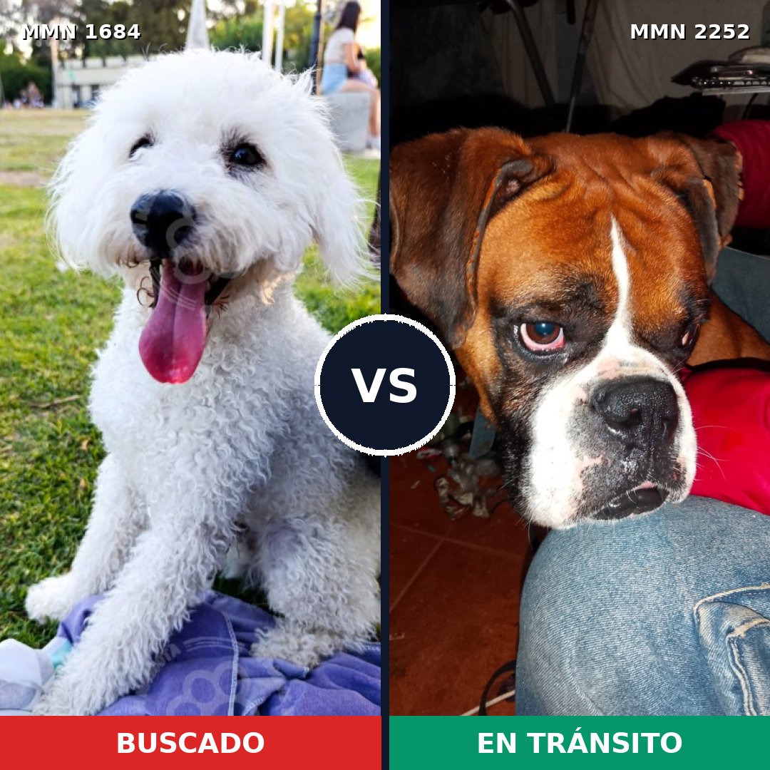 Comparativa MMS 67616: mascota perdida y mascota encontrada, 24% de similitud
