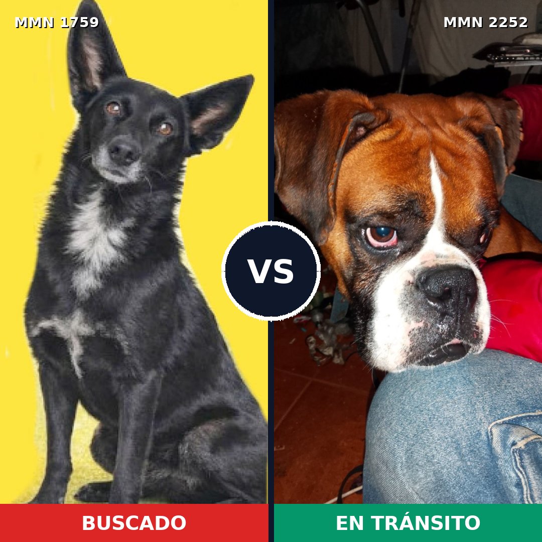 Comparativa MMS 67623: mascota perdida y mascota encontrada, 39% de similitud