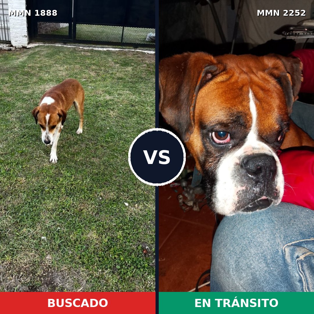 Comparativa MMS 67627: mascota perdida y mascota encontrada, 39% de similitud