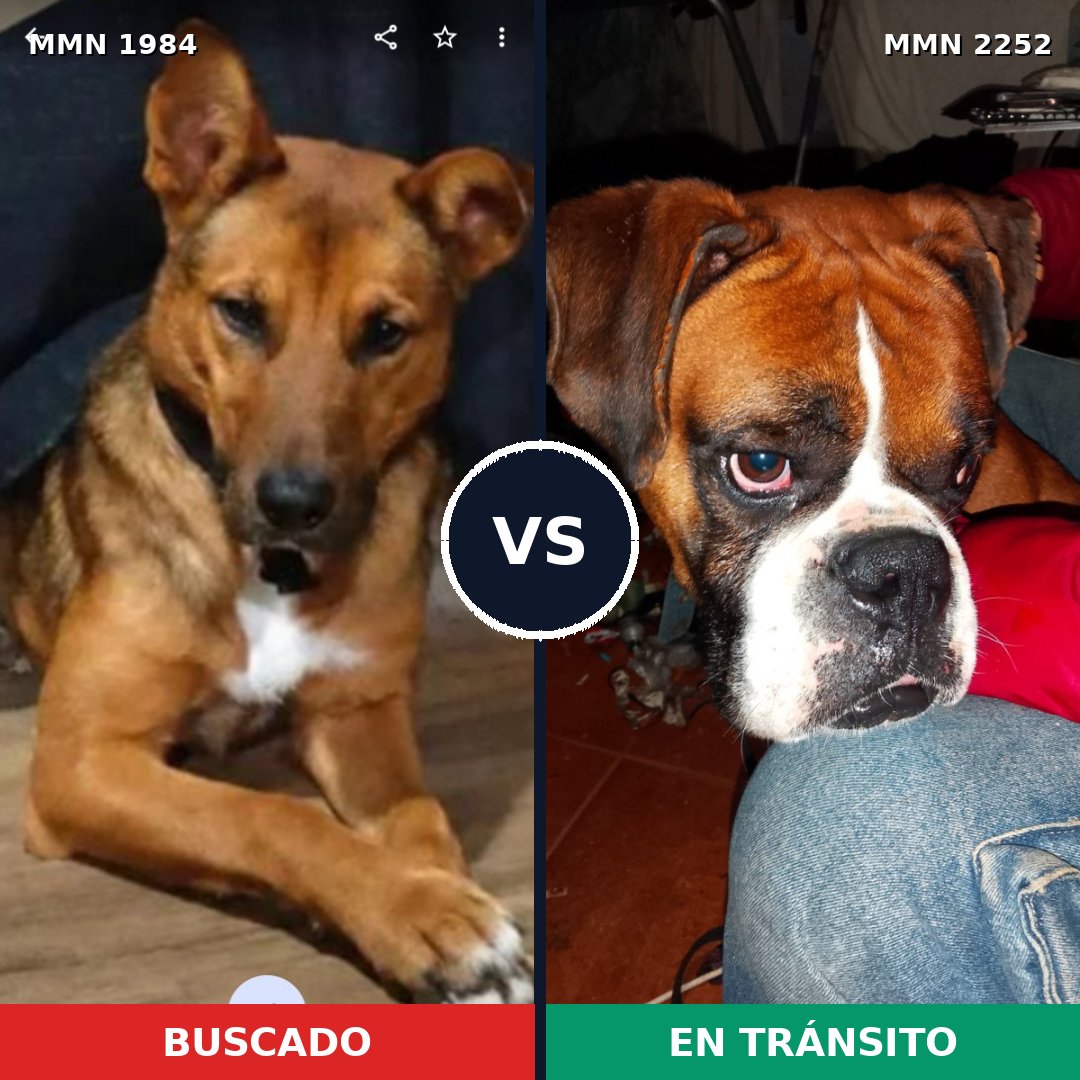 Comparativa MMS 67630: mascota perdida y mascota encontrada, 40% de similitud