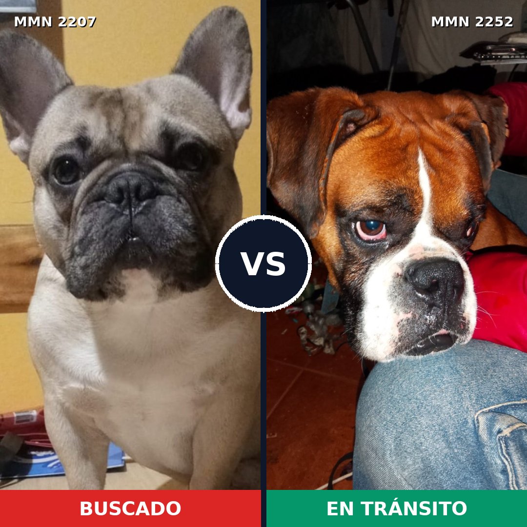 Comparativa MMS 67631: mascota perdida y mascota encontrada, 24% de similitud