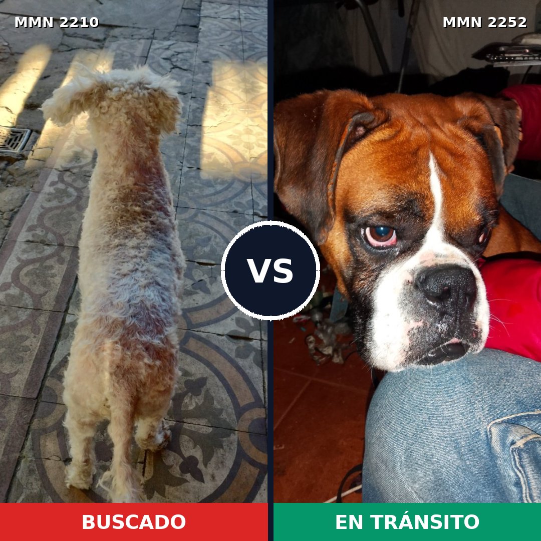 Comparativa MMS 67633: mascota perdida y mascota encontrada, 25% de similitud