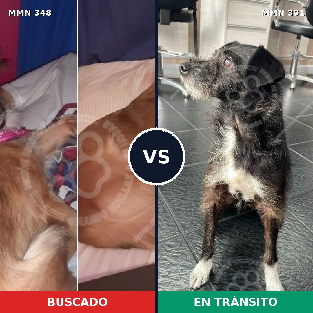 Comparativa MMS 6764: mascota perdida y mascota encontrada, 22% de similitud
