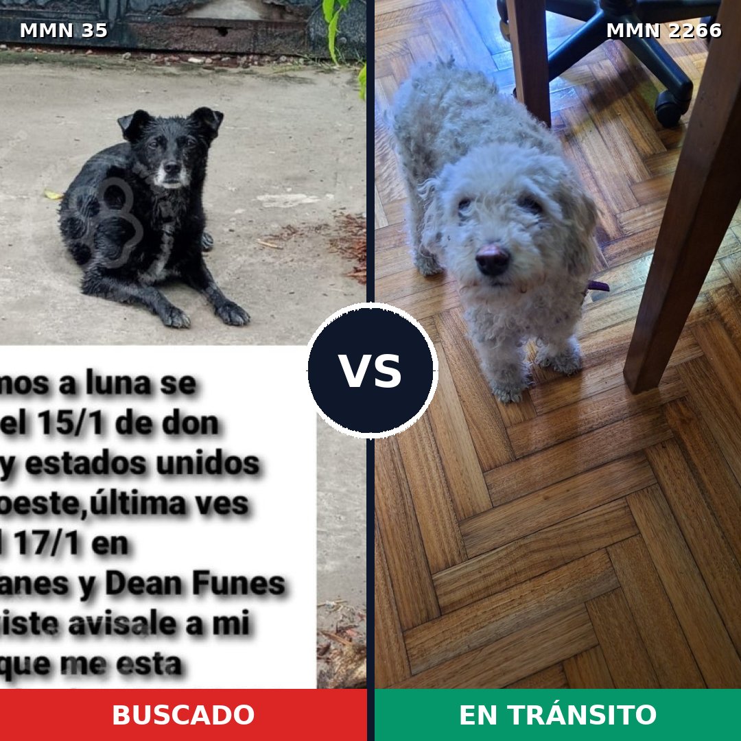 Comparativa MMS 67644: mascota perdida y mascota encontrada, 22% de similitud
