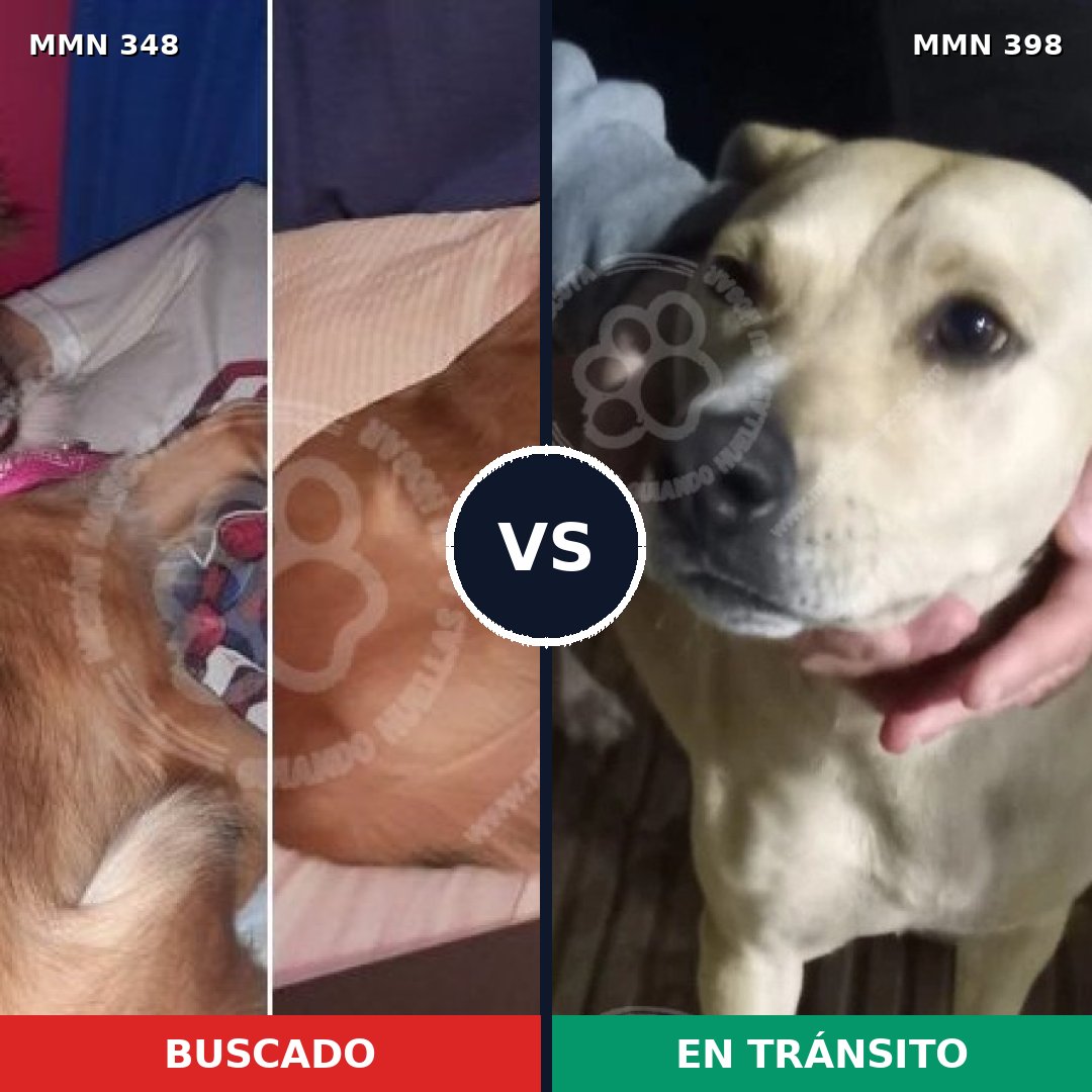 Comparativa MMS 6765: mascota perdida y mascota encontrada, 23% de similitud