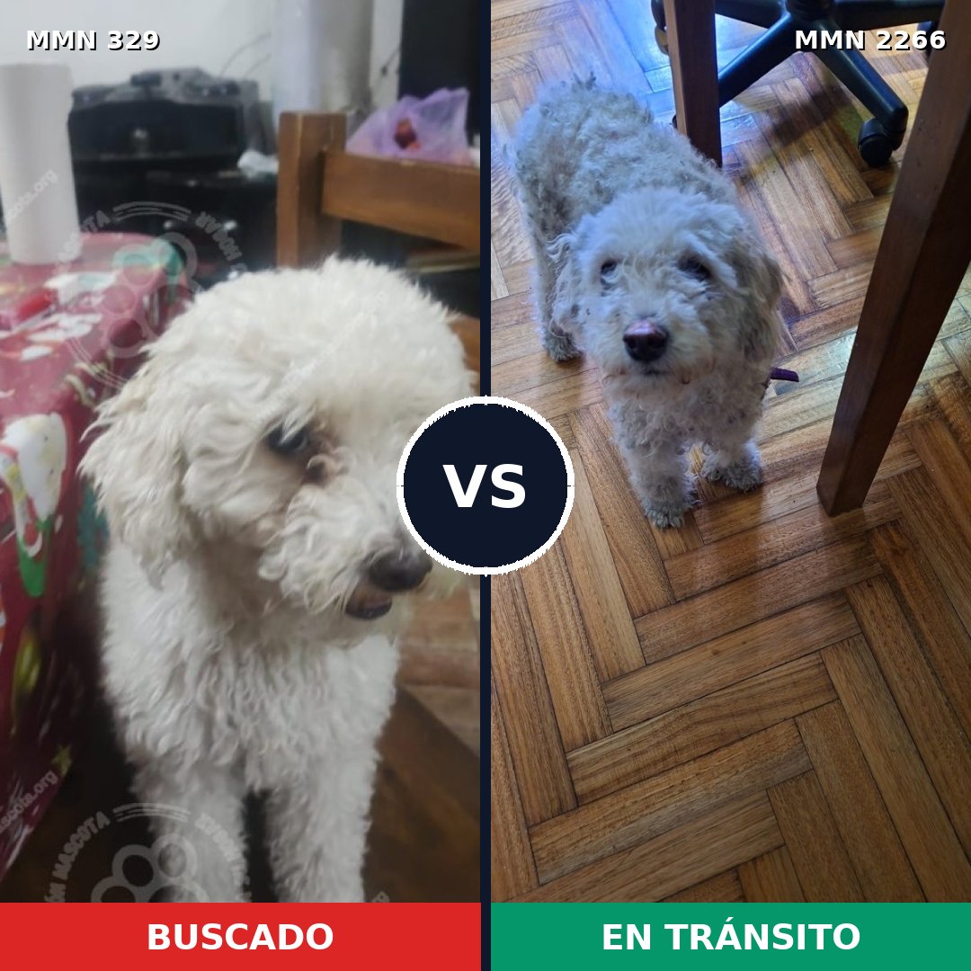 Comparativa MMS 67652: mascota perdida y mascota encontrada, 45% de similitud