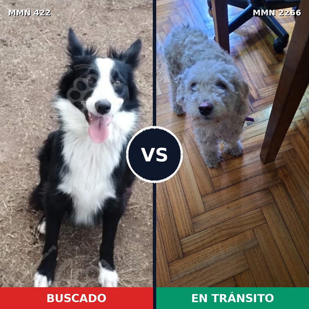 Comparativa MMS 67654: mascota perdida y mascota encontrada, 22% de similitud