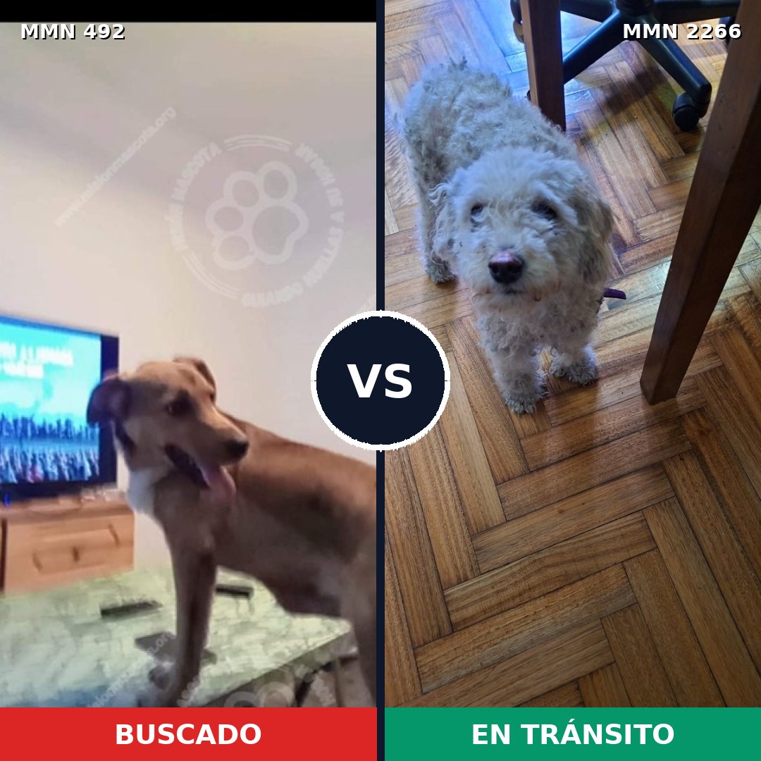 Comparativa MMS 67655: mascota perdida y mascota encontrada, 21% de similitud