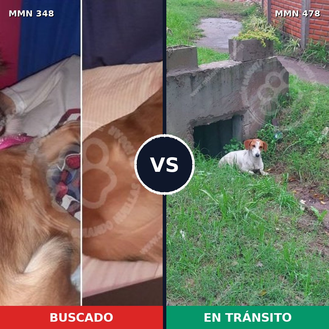 Comparativa MMS 6766: mascota perdida y mascota encontrada, 16% de similitud