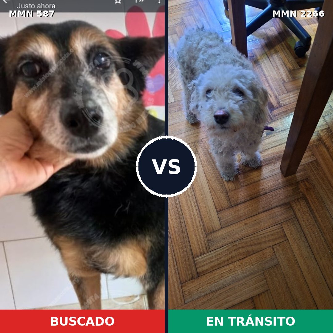 Comparativa MMS 67662: mascota perdida y mascota encontrada, 24% de similitud