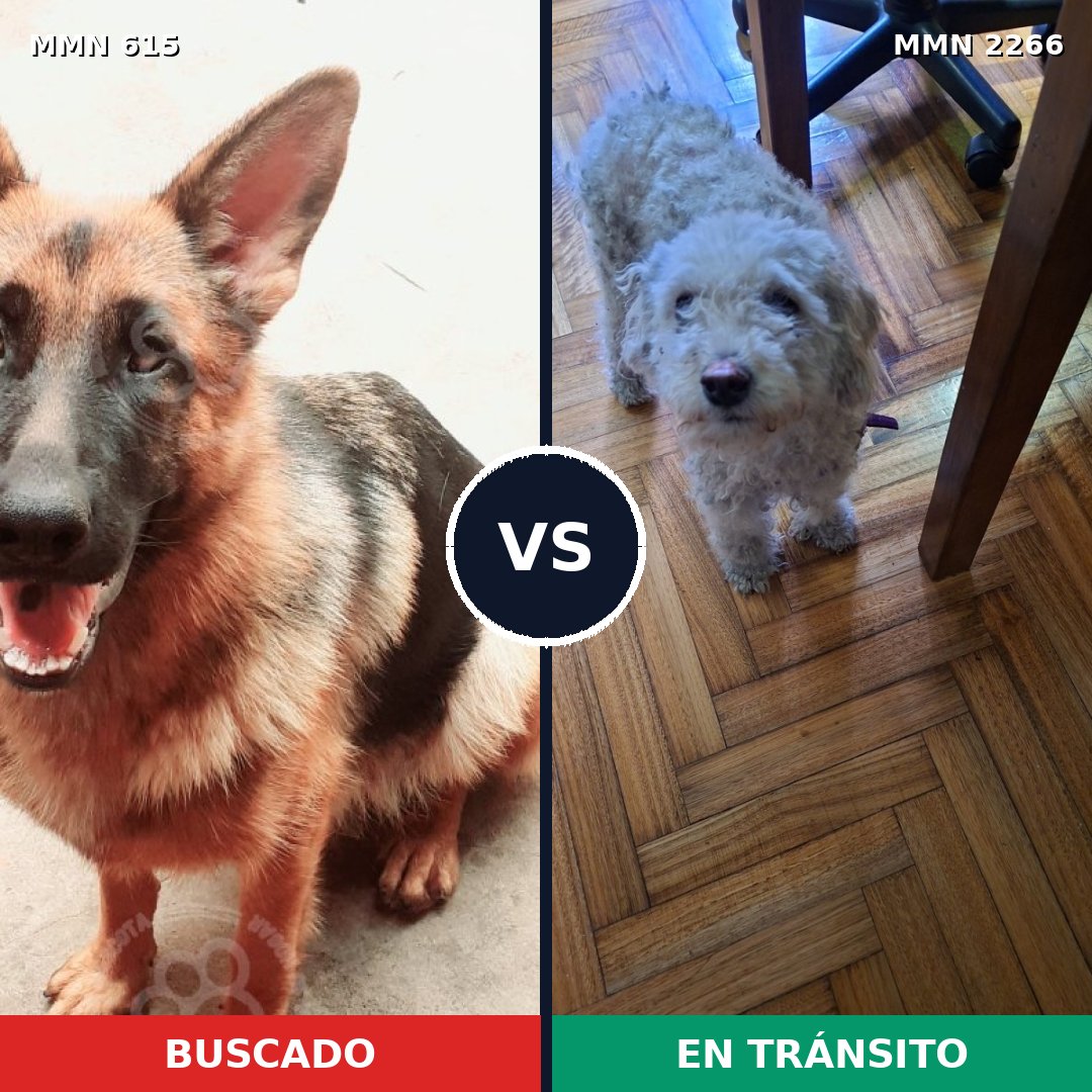 Comparativa MMS 67664: mascota perdida y mascota encontrada, 21% de similitud
