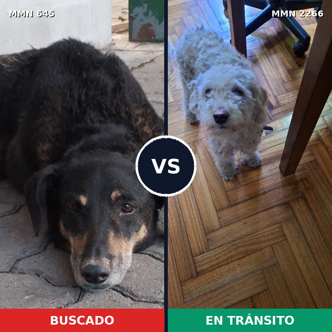 Comparativa MMS 67665: mascota perdida y mascota encontrada, 21% de similitud