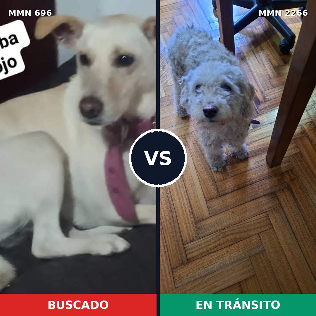 Comparativa MMS 67667: mascota perdida y mascota encontrada, 39% de similitud