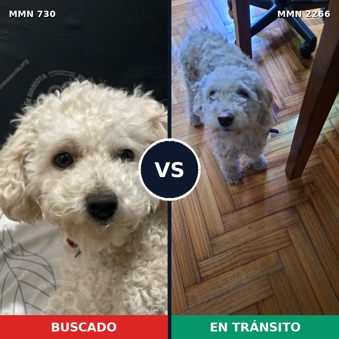 Comparativa MMS 67670: mascota perdida y mascota encontrada, 43% de similitud