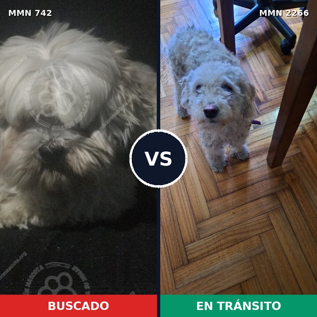 Comparativa MMS 67671: mascota perdida y mascota encontrada, 43% de similitud