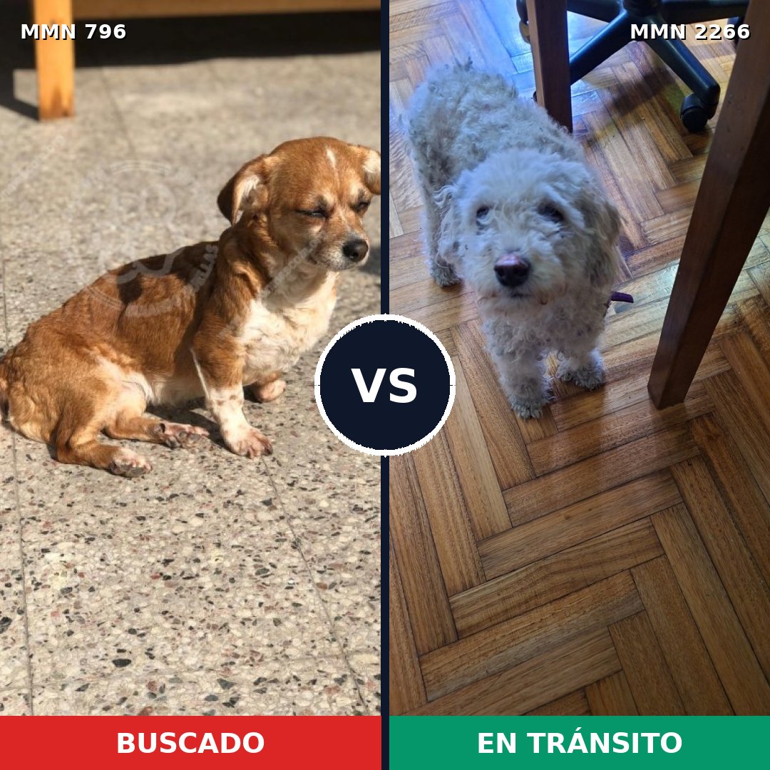 Comparativa MMS 67677: mascota perdida y mascota encontrada, 41% de similitud