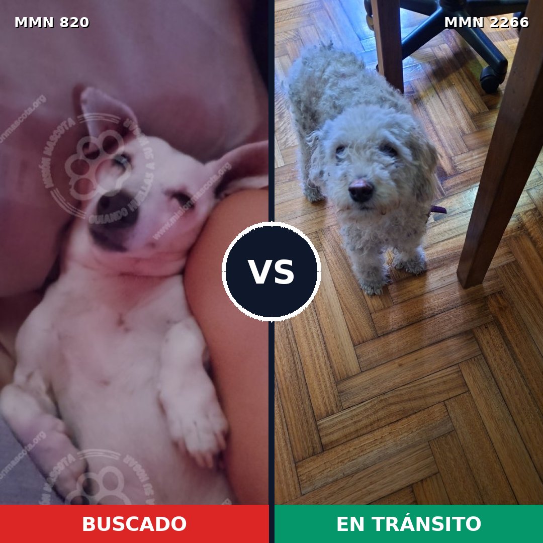 Comparativa MMS 67680: mascota perdida y mascota encontrada, 40% de similitud