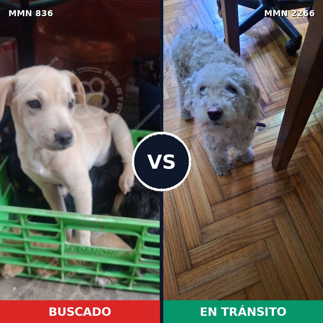 Comparativa MMS 67684: mascota perdida y mascota encontrada, 44% de similitud