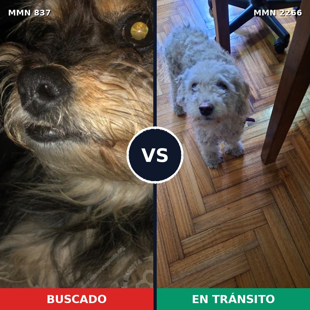 Comparativa MMS 67685: mascota perdida y mascota encontrada, 42% de similitud