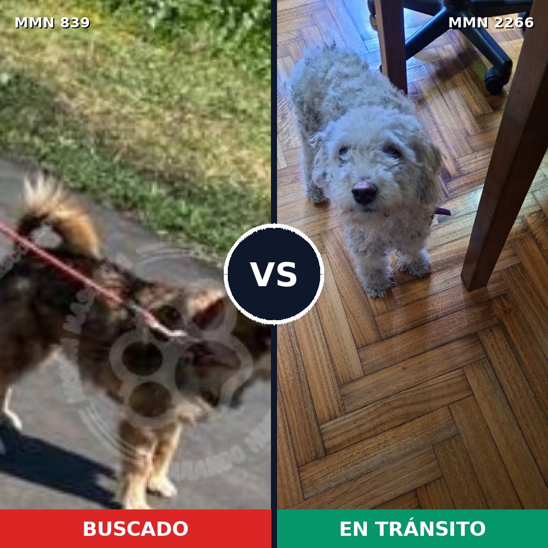 Comparativa MMS 67686: mascota perdida y mascota encontrada, 41% de similitud