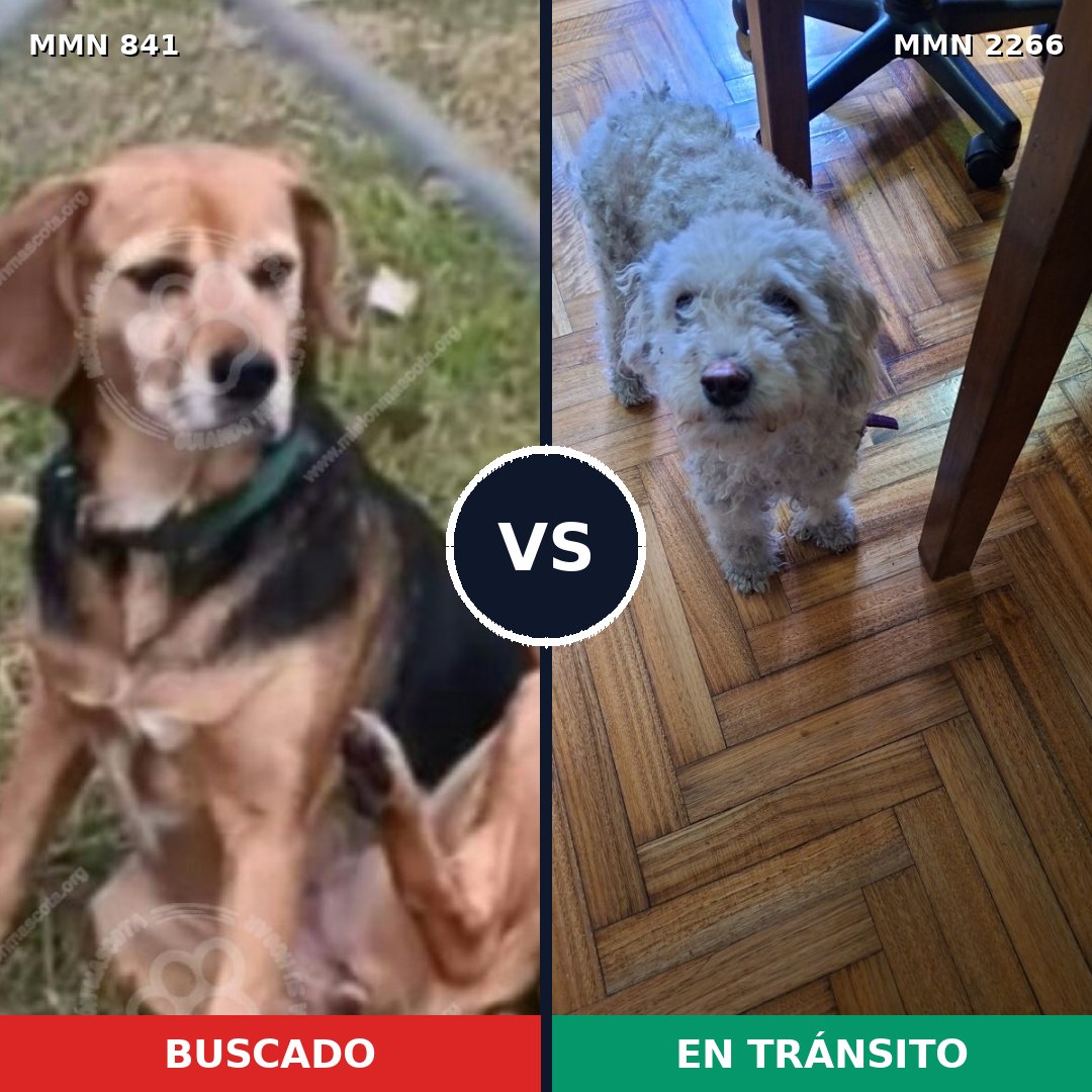 Comparativa MMS 67687: mascota perdida y mascota encontrada, 22% de similitud