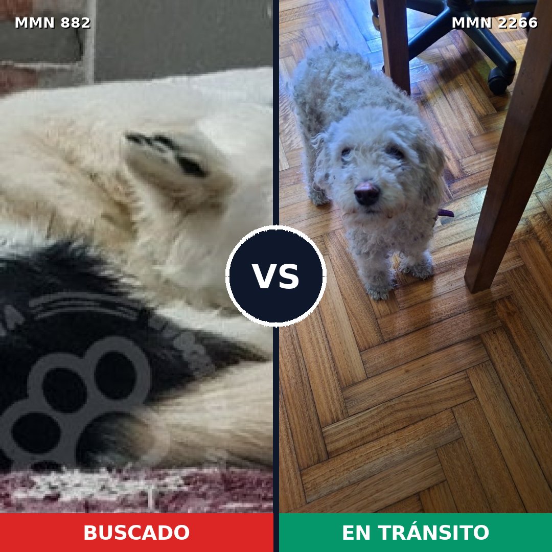 Comparativa MMS 67697: mascota perdida y mascota encontrada, 24% de similitud