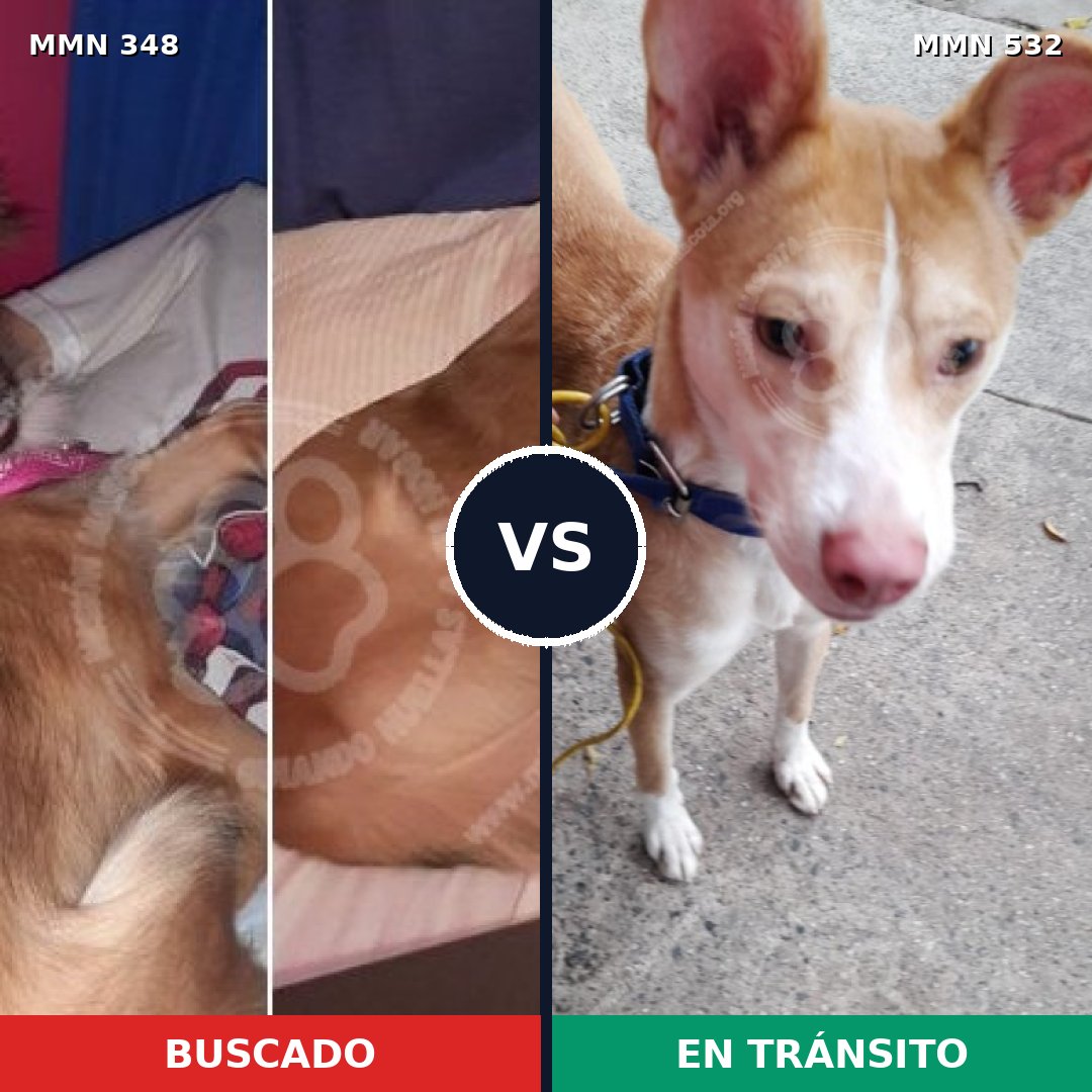 Comparativa MMS 6770: mascota perdida y mascota encontrada, 17% de similitud