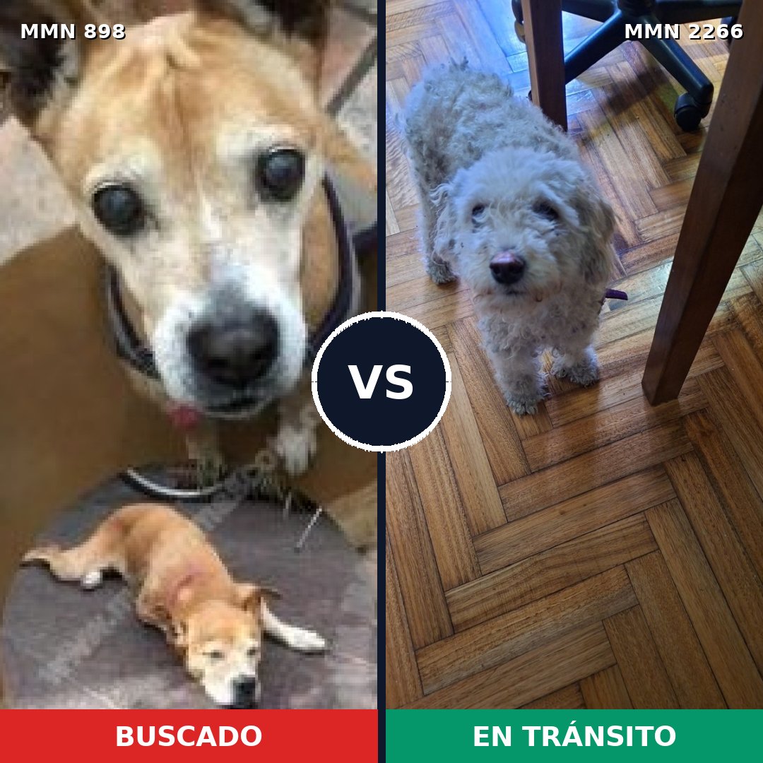 Comparativa MMS 67701: mascota perdida y mascota encontrada, 22% de similitud