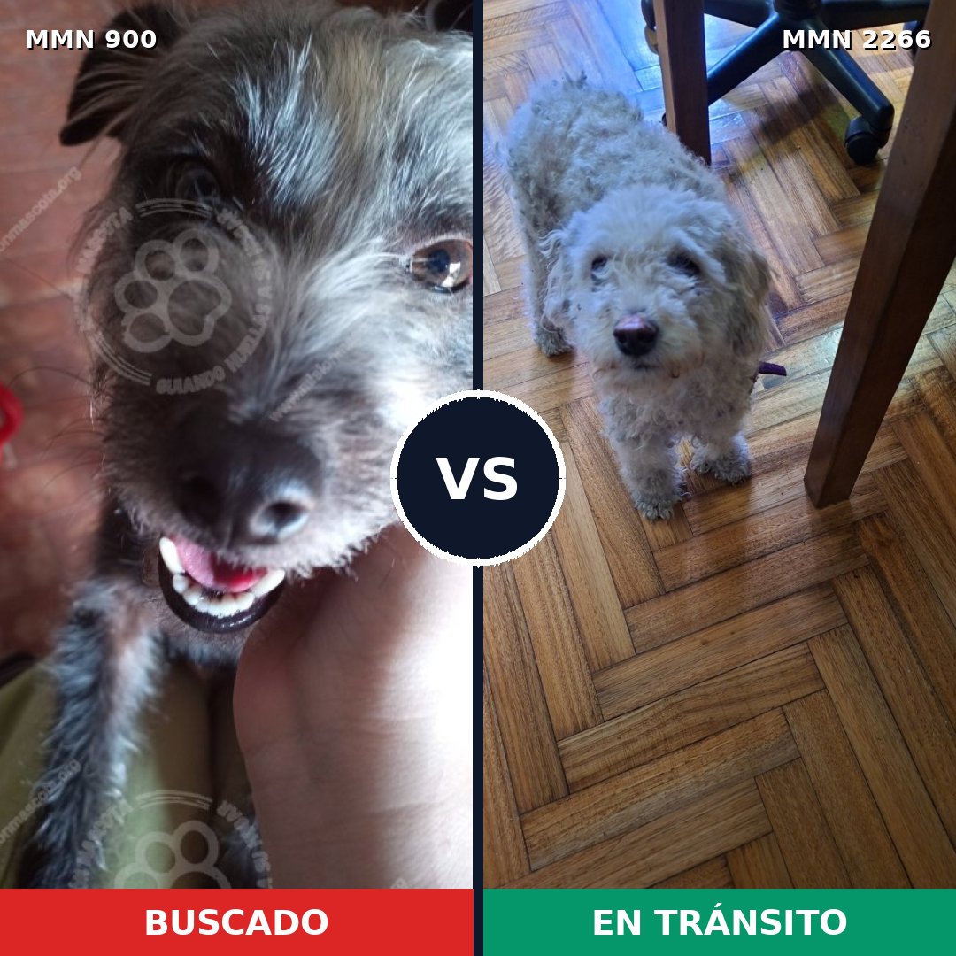Comparativa MMS 67702: mascota perdida y mascota encontrada, 41% de similitud