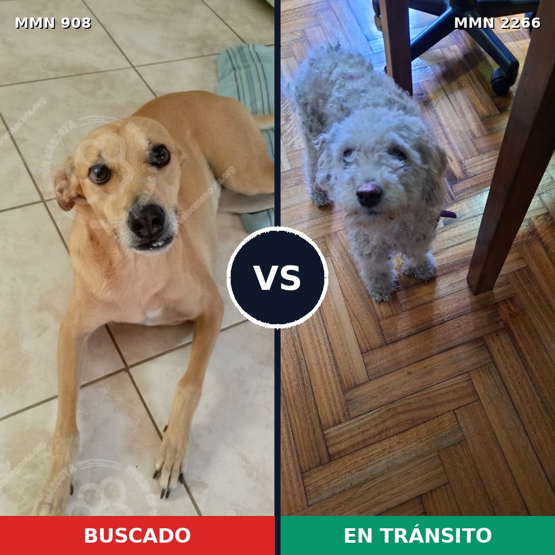 Comparativa MMS 67704: mascota perdida y mascota encontrada, 45% de similitud