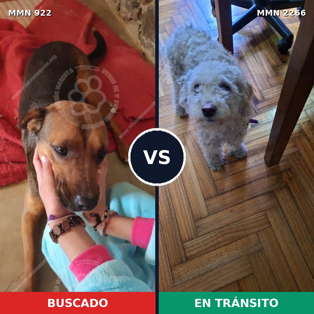 Comparativa MMS 67707: mascota perdida y mascota encontrada, 25% de similitud