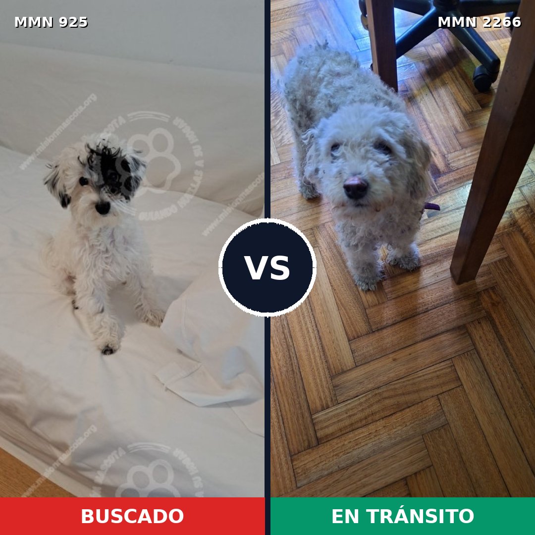 Comparativa MMS 67708: mascota perdida y mascota encontrada, 44% de similitud