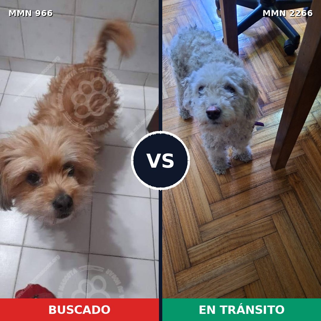 Comparativa MMS 67716: mascota perdida y mascota encontrada, 41% de similitud