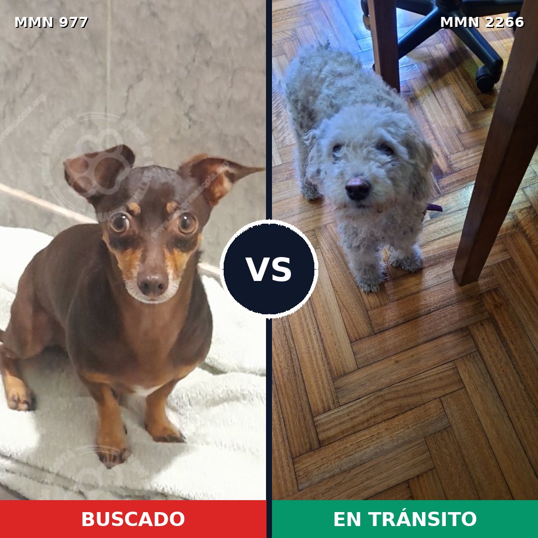Comparativa MMS 67718: mascota perdida y mascota encontrada, 42% de similitud